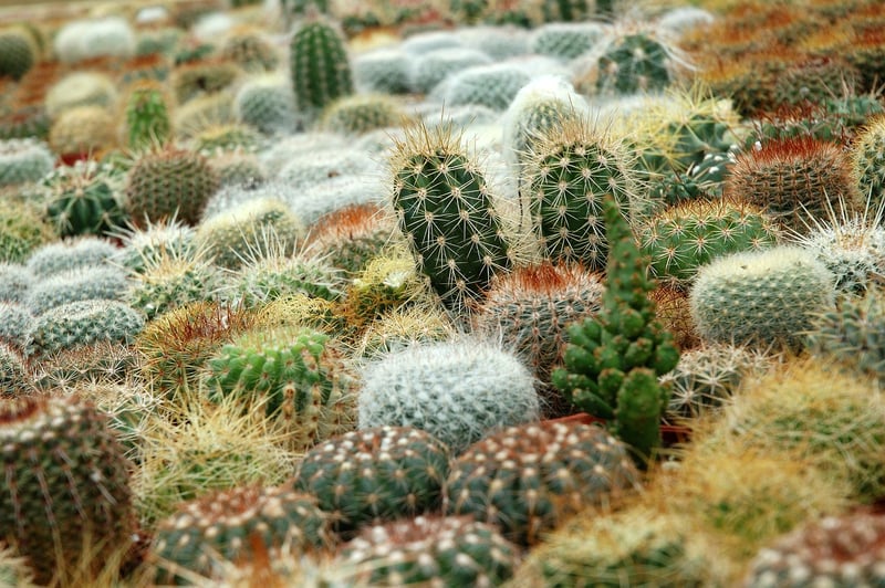 Succulents and cacti